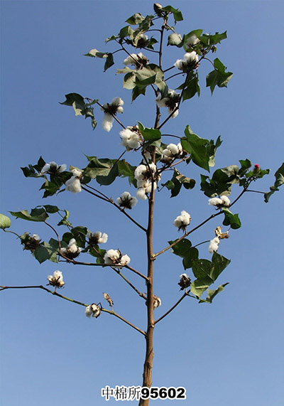中棉所95602.jpg