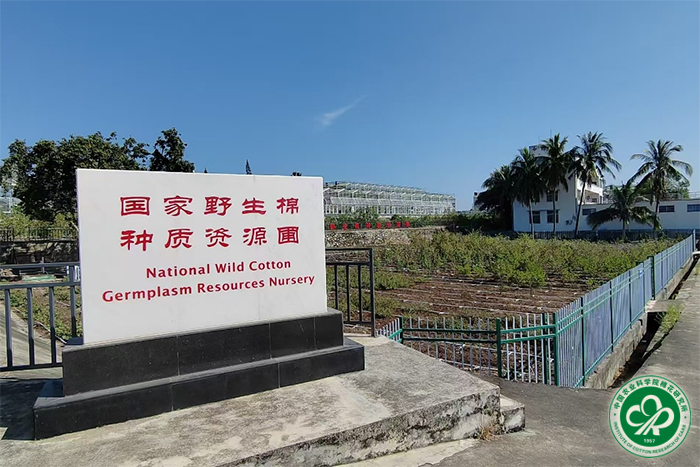 野生棉xiu.jpg